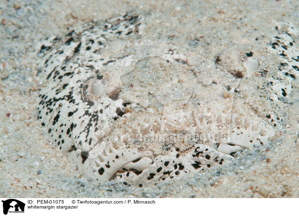 whitemargin stargazer / PEM-01075