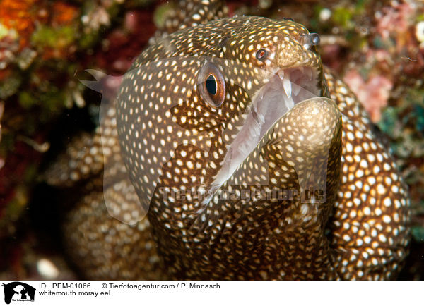 Perlen-Murne / whitemouth moray eel / PEM-01066
