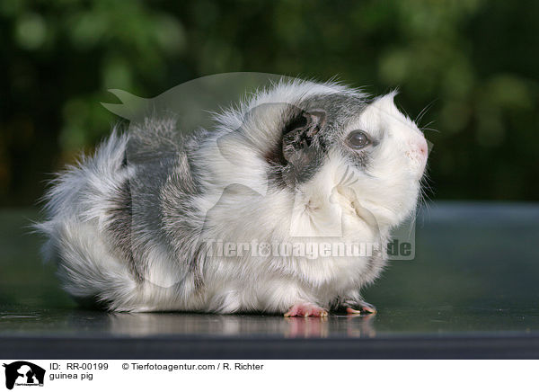 guinea pig / RR-00199