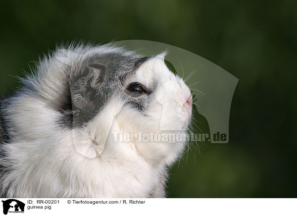 Meerschweinchen / guinea pig / RR-00201