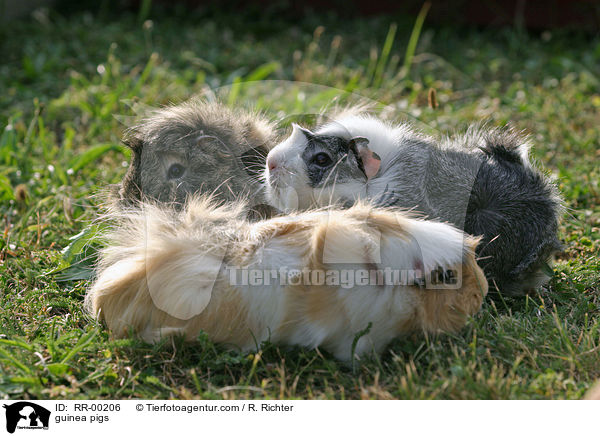 Meerschweinchen / guinea pigs / RR-00206