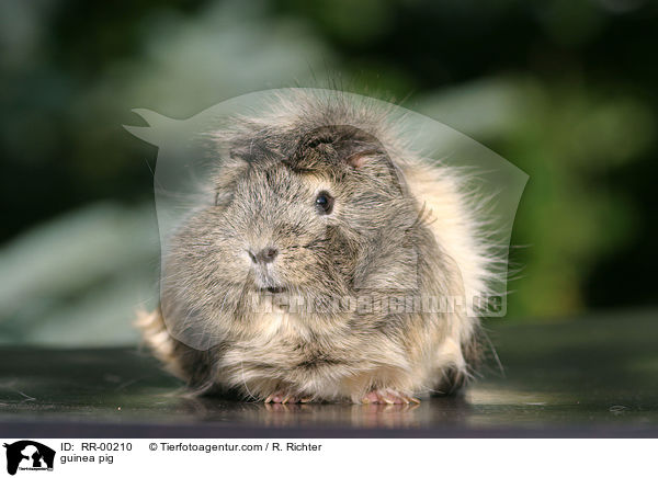 Meerschweinchen / guinea pig / RR-00210