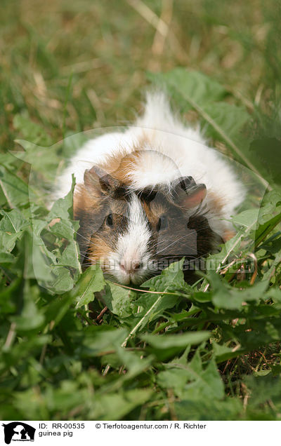 Meerschweinchen / guinea pig / RR-00535