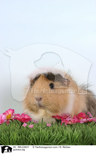 Rosettenmeerschweinchen / guinea pig / RR-03607