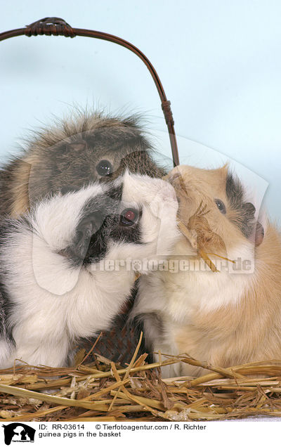 Rosettenmeerschweinchen im Krbchen / guinea pigs in the basket / RR-03614