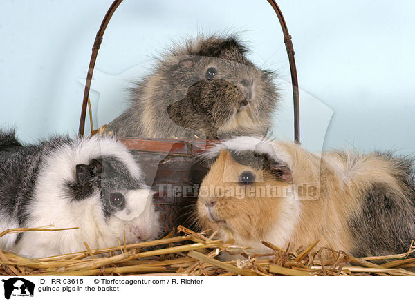Rosettenmeerschweinchen im Krbchen / guinea pigs in the basket / RR-03615