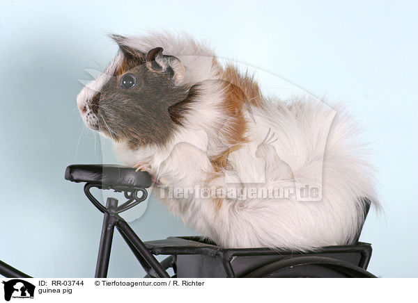 Meerschweinchen / guinea pig / RR-03744