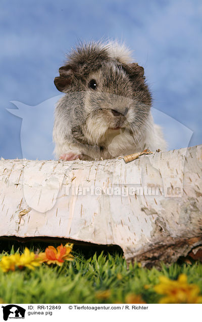 guinea pig / RR-12849