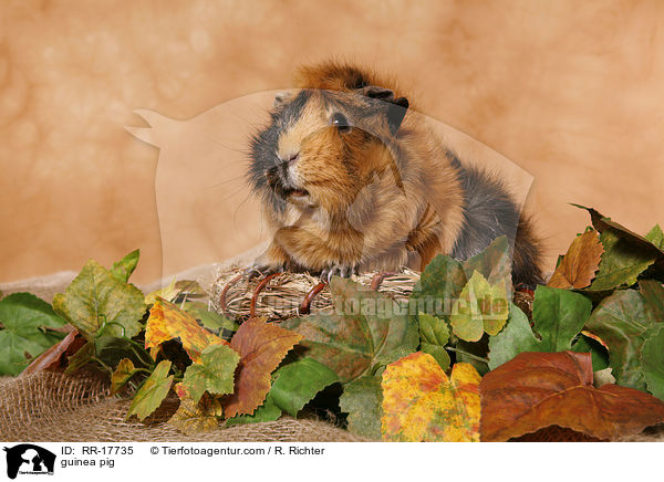 Meerschwein / guinea pig / RR-17735