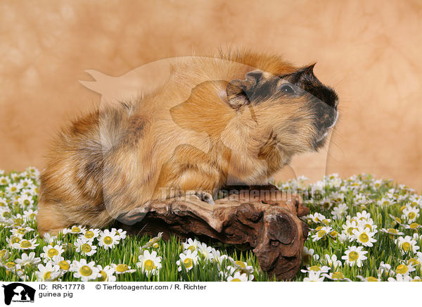 Meerschweinchen / guinea pig / RR-17778
