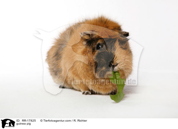 Rosettenmeerschwein / guinea pig / RR-17825