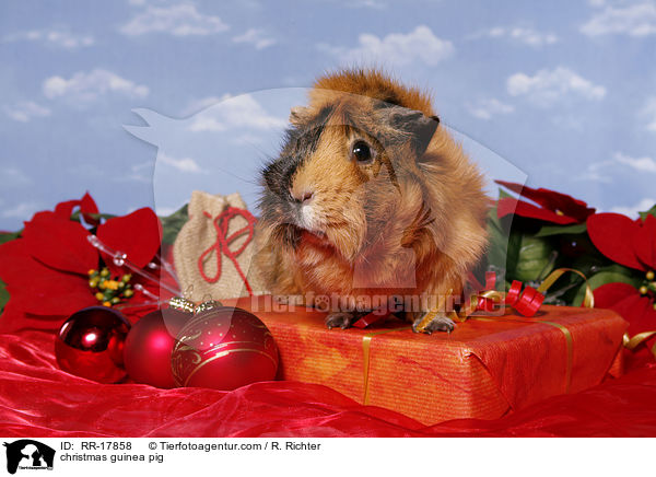 Weihnachtsmeerschweinchen / christmas guinea pig / RR-17858