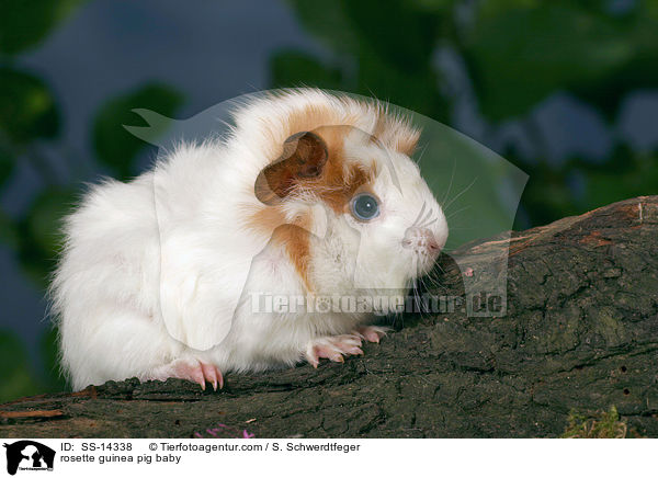 Rosettenmeerschwein Baby / rosette guinea pig baby / SS-14338