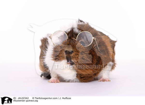 Rosettenmeerschweinchen / Abyssinian guinea pig / JH-22342