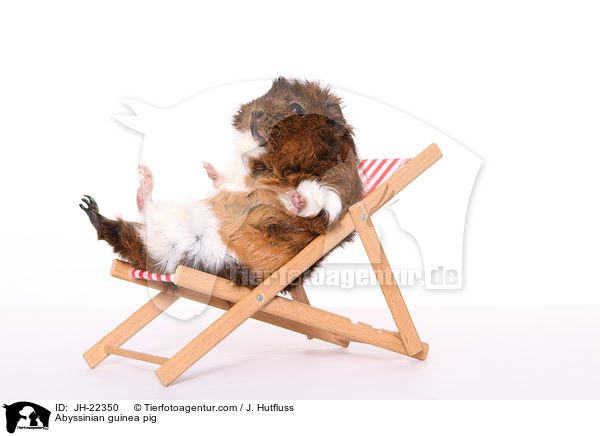 Abyssinian guinea pig / JH-22350