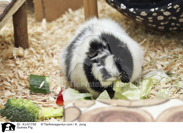 Meerschweinchen / Guinea Pig / KJ-01706