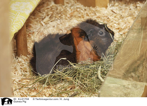 Meerschweinchen / Guinea Pig / KJ-01794