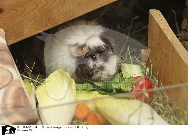 Meerschweinchen / Guinea Pig / KJ-01854