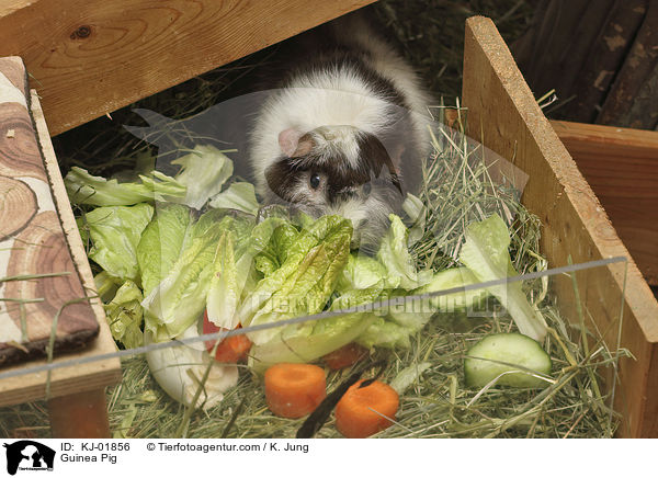 Meerschweinchen / Guinea Pig / KJ-01856