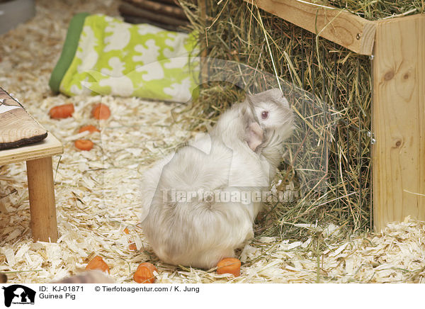 Meerschweinchen / Guinea Pig / KJ-01871