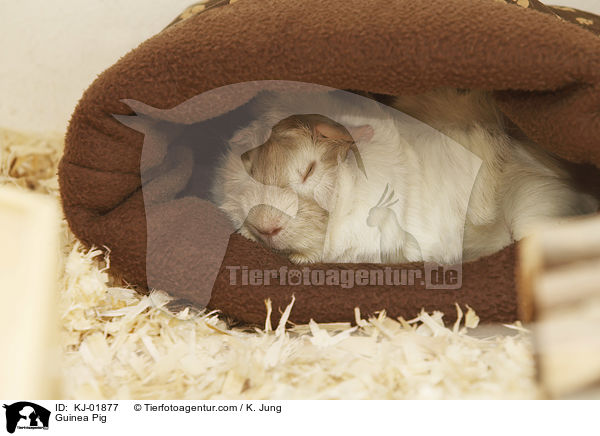 Meerschweinchen / Guinea Pig / KJ-01877