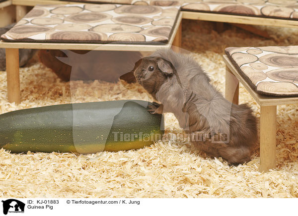 Meerschweinchen / Guinea Pig / KJ-01883