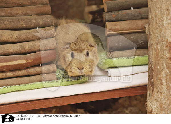 Meerschweinchen / Guinea Pig / KJ-01927