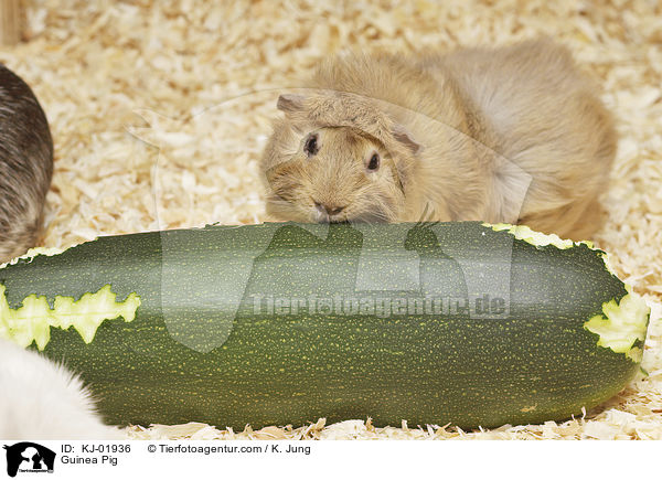 Meerschweinchen / Guinea Pig / KJ-01936
