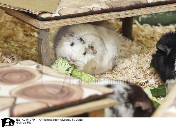 Guinea Pig / KJ-01979