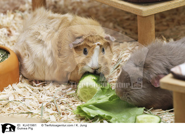 Meerschweinchen / Guinea Pig / KJ-01981