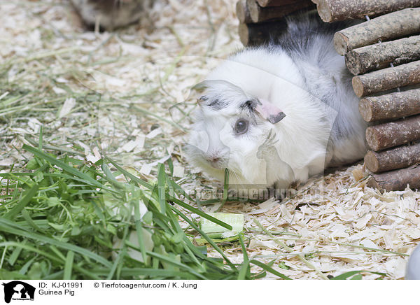 Meerschweinchen / Guinea Pig / KJ-01991