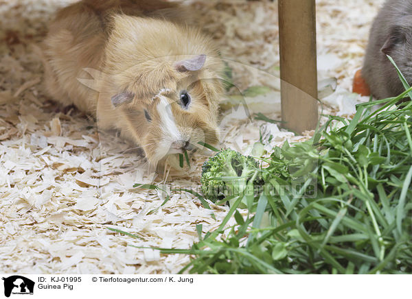 Meerschweinchen / Guinea Pig / KJ-01995