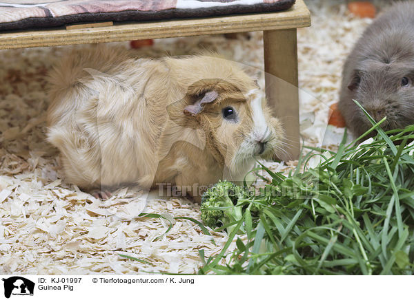 Meerschweinchen / Guinea Pig / KJ-01997