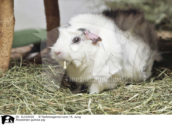 Abyssinian guinea pig / KJ-03430