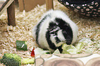Guinea Pig
