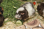Guinea Pig