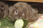 Guinea Pig