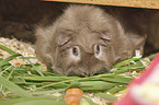 Guinea Pig