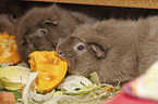 Guinea Pig