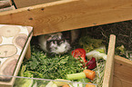 Guinea Pig