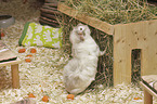 Guinea Pig