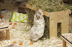 Guinea Pig