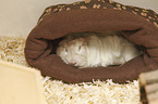 Guinea Pig