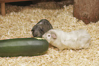 Guinea Pig