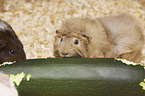 Guinea Pig