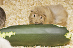 Guinea Pig