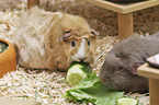 Guinea Pig