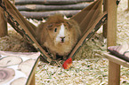 Guinea Pig