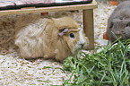 Guinea Pig