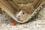 Guinea Pig